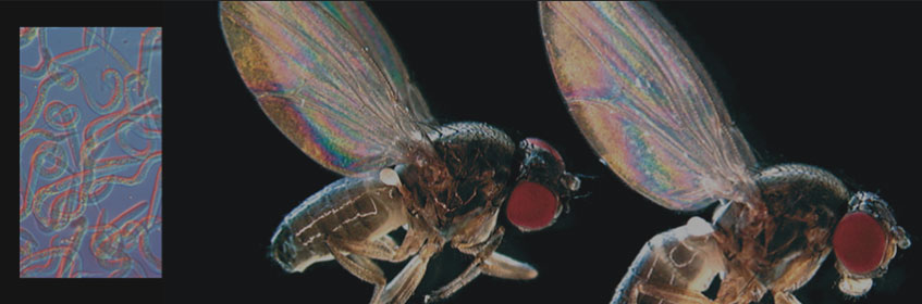 Two drosophila and microscopic roundworms