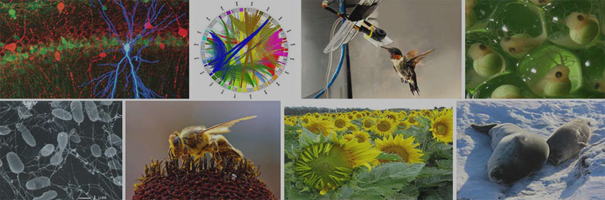  Multiple Integrative Organismal Systems images
