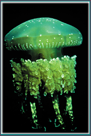 jelly fish image from Alice Alldredge