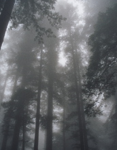 Fog in California's Redwood National Park.