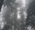 Fog in California's Redwood National Park.