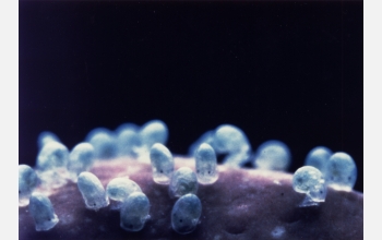 Abalone larvae that have recently settled and are browsing on a red algal surface