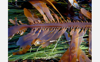 Feather boa kelp (<em>Egregia menziesii</em>)