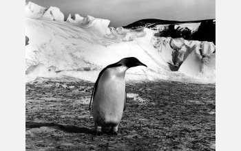 An emperor penguin (<em>Aptenodytes forsteri</em>) in Antarctica