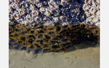 Aggregating anemone (<em>Anthopleura elegantissima</em>) clone with half underwater