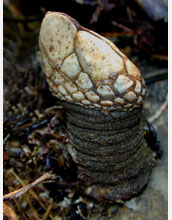 A single gooseneck barnacle (<em>Pollicipes polymerus</em>)