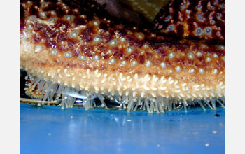 The tube feet of a sea star