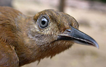 Close-up photo of a bird