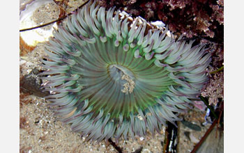 A starburst anemone colored green from symbiotic algae