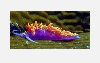 Spanish dancer (<em>Flabellina iodinea</em>), a species of sea slug, or nudibranch