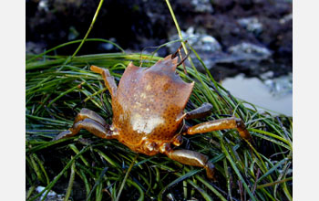 A kelp crab (<em>Pugettia producta</em>)