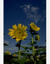 Researchers used anomalous sunflowers to see what role chance plays in evolution