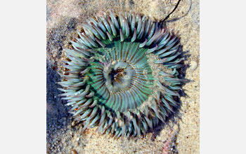 An open starburst anemone showing radiating lines on the oral disk