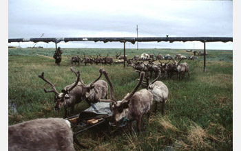 Nenet herders migrate through the infrastructure of an active gas field
