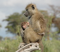 Juvenile male baboon holding his young infant brother.