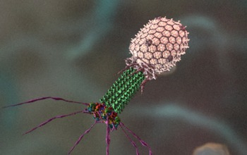 Bacteriophage T4 from animation