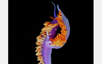 Spanish dancer (<em>Flabellina iodinea</em>), a sea slug, or nudibranch