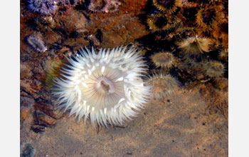 A white starburst anemone in the shade