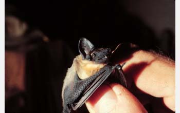 flat-headed bat