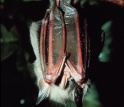 red fig-eating bat