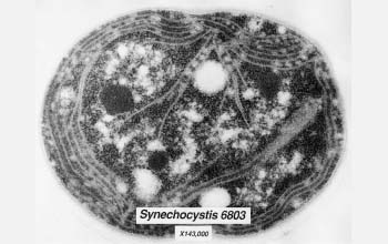 cyanobacteruim Synechocystis 6803