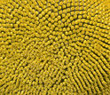 The large head of a sunflower