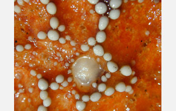 A close up of an ochre sea star's sieve plate