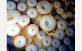 The suckers on the feet of a California two-spotted octopus