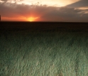 sunset over wheat