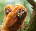 tamarin monkey dad and baby  on a branch