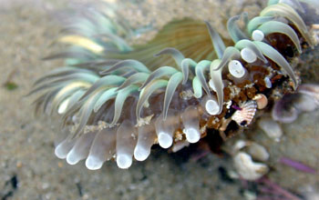 A starburst anemone (<em>Anthopleura sola</em>) with fully inflated acrorhagi