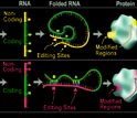 Steps in the protein production pathway