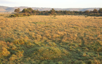 tropical grasslands and savanna