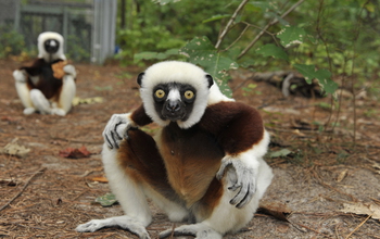 lemurs