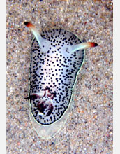 Sea slug (<em>Acanthodoris rhodoceras</em>)