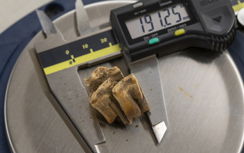 A tooth fragment recovered from an archaeological site in Haiti