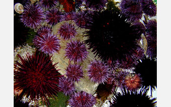 Two species of common sea urchins