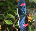A Heliconius butterfly.