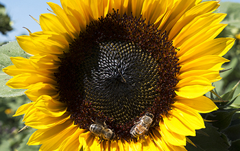 Honeybees visit a mature sunflower. Here, the bees are collecting nectar rather than pollen.