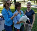 Researchers release a white ibis outfitted with a GPS transmitter