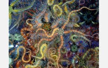 Brittle star (<em>Ophiothrix spiculata</em>)