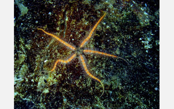 Brittle star (<em>Ophiothrix spiculata</em>)