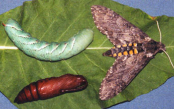 Three stages of development in the lifecycle of a tobacco hornworm
