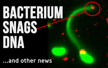 Bacterium snags DNA ...and other news with glowing dots and curves