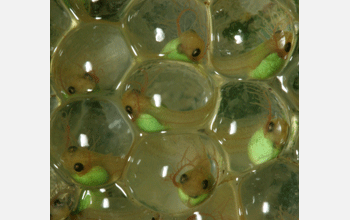 Four-day-old embryos of red-eyed tree frog species <em>Agalychnis callidryas</em>