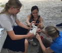 Biologists secure a backpack-style harness for a GPS transmitter on a white ibis.