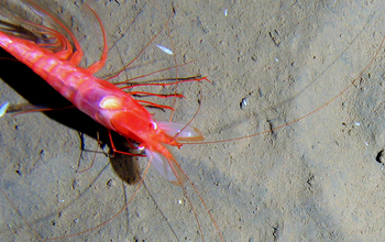 A crustacean on the edge of the Marianas Trench