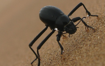 A black beetle with water droplets on its back
