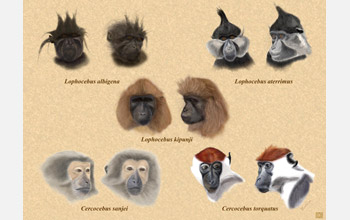 Different species of mangabey monkeys