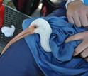 White ibis  being examined